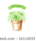 Tarragon in terra cotta. Watercolor illustration. 16114935