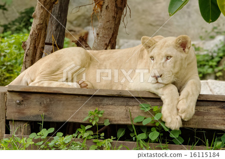 White lion lying on wooden floor White lion lying on wooden floor 16115184