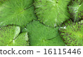 Tiger lotus leaf 16115446