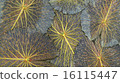 lotus leaf 16115447