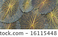 lotus leaf 16115448