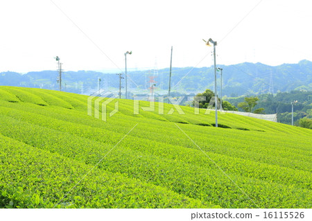 Shizuoka tea 16115526