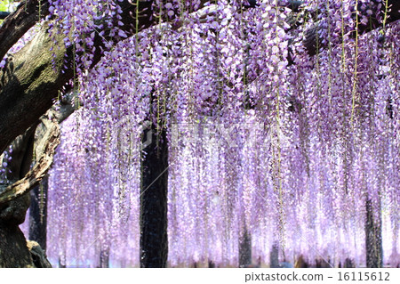 熊野的長門 16115612