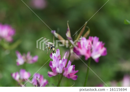 Creatures insects Scaraba spider bees, bees, beans and honey seeking male blown away Creatures insects Scaraba spider bees, bees, beans and honey seeking male blown away 16115694