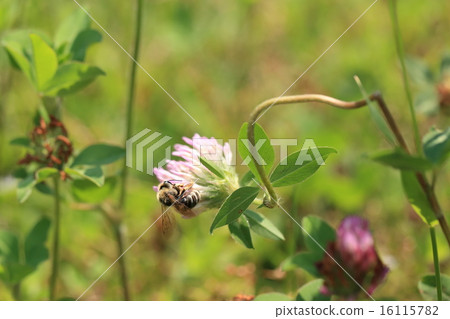 Living creatures Insects Scarlet beaked beaks, female. The species is determined by the pattern of the wing vein and the length of the knot's knot 16115782