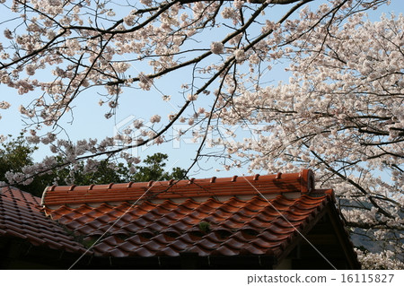 Red roof tiles and cherry blossoms Red roof tiles and cherry blossoms 16115827