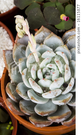 Succulents, drought-tolerant plants, gardening, interest, snow lotus 16115877