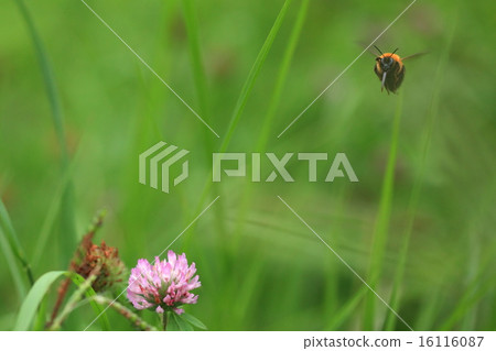 Creatures insects tiger bumblebee, Aclambae in the blooming plants of Murasakitetsukusa 16116087