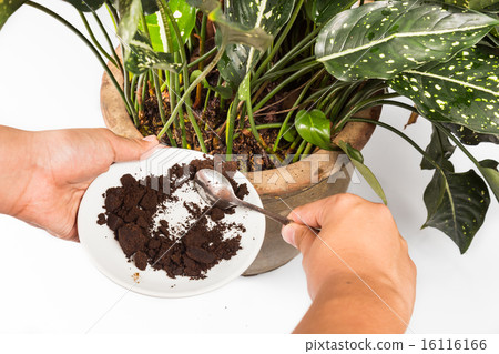 Used coffee grounds used as natural fertilizer 16116166