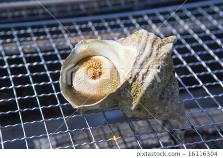 Tattooed butterfly Tattooed butterfly 16116304