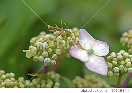 Hydrangea and young mantis 16116544