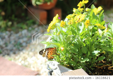 蝴蝶被困在一朵花 16116621