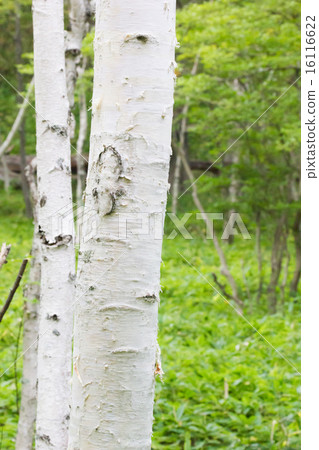 White birch White birch 16116622