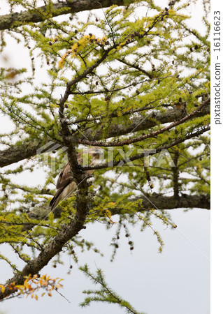 Larch and squirrel 16116623