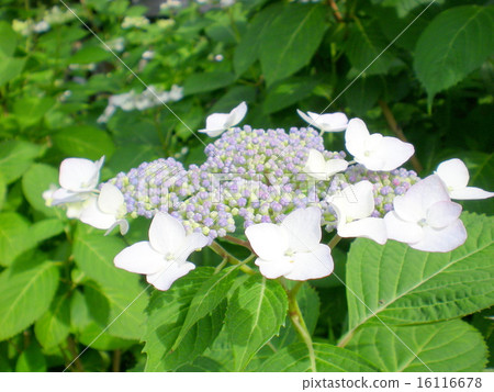 Hydrangea 16116678