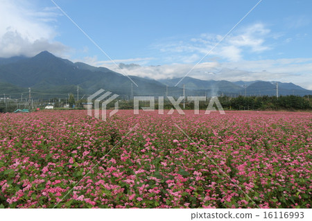 Red buckwheat field and Alps 16116993