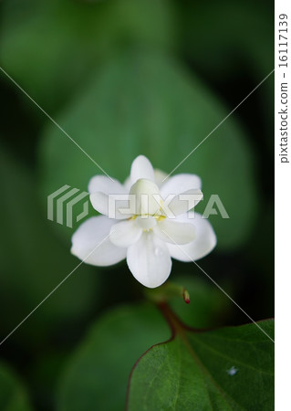 Unusual dokudami and heart leaves (Yae) 16117139