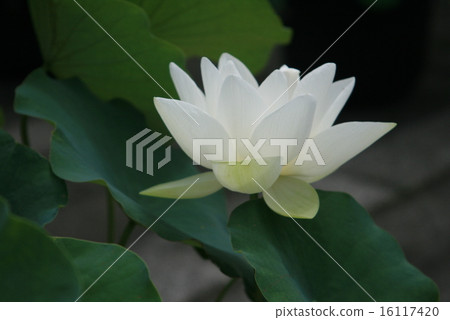 Lot (White) 16117420