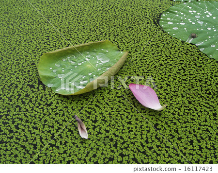 A lot of flowers of lotus 16117423