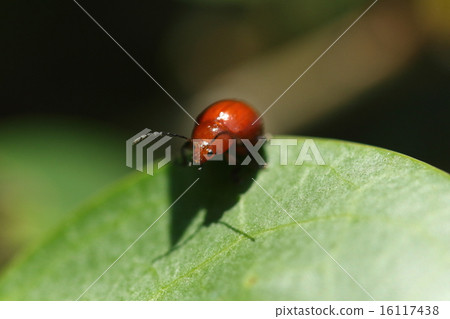 Living thing insects ooaka marunami beetle, black eyes and tentacles in brilliant bright red body. It is quite conspicuous 16117438