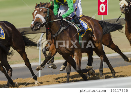 Horse Closeup Racing Action Horse Closeup Racing Action 16117536