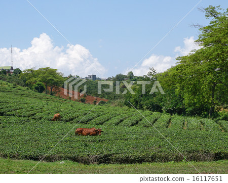 Tea farm at Bao Loc highland 16117651