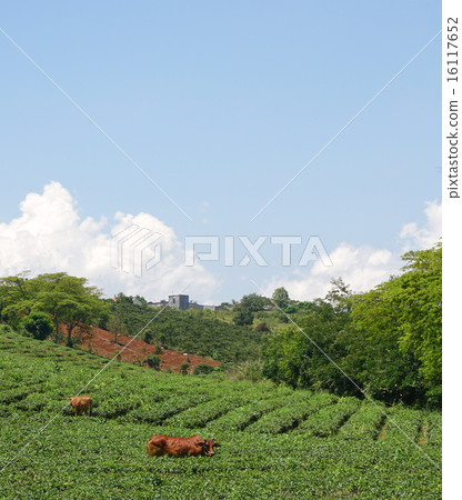Tea farm at Bao Loc highland 16117652