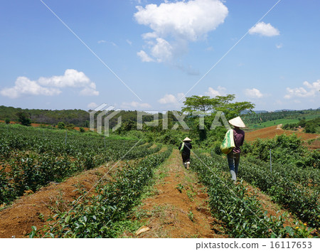 Tea farm at Bao Loc highland 16117653