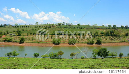 Tea farm at Bao Loc highland 16117664