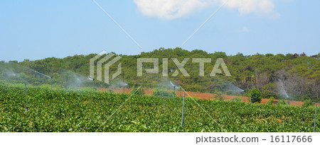 Tea farm at Bao Loc highland 16117666