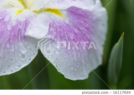 Hana shawab Hana shawab 16117684