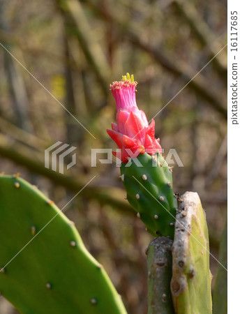 Opuntia cactus at the park Opuntia cactus at the park 16117685