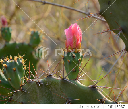 Opuntia cactus at the park Opuntia cactus at the park 16117687