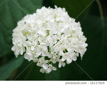 hydrangea   16117929