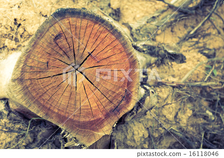 Rotting tree trunk ( Filtered image processed vintage effect. ) 16118046