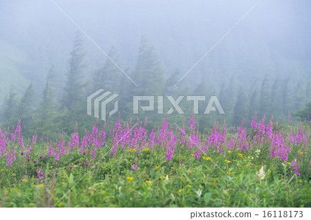 Yanagiran in the fog 16118173