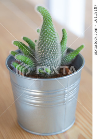 Cactus in the vase decor on wooden table 16118187