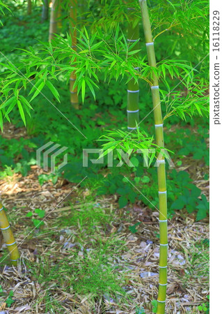 Moso bamboo stem and leaves Moso bamboo stem and leaves 16118229