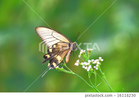 麝香和alecipanosa 16118230