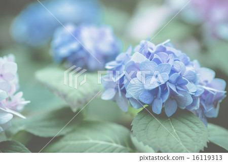 hydrangea flower hydrangea flower 16119313