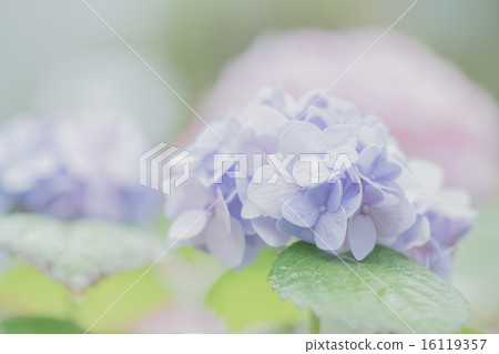 hydrangea flower 16119357