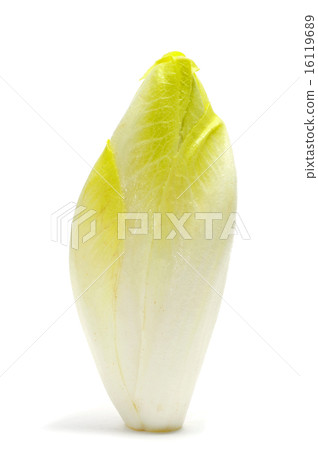 belgian endive 16119689