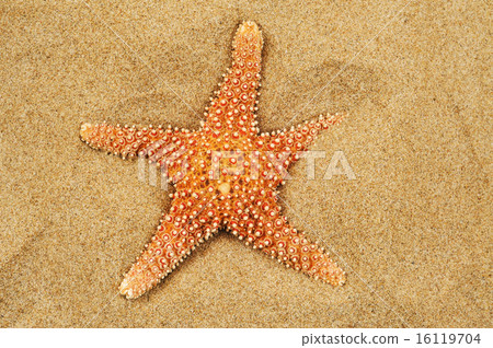 starfish on the sand of a beach 16119704