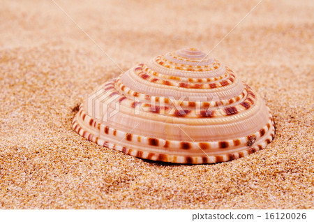 conch on the sand 16120026