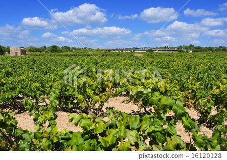 vineyard in Tarragona, Catalonia, Spain vineyard in Tarragona, Catalonia, Spain 16120128
