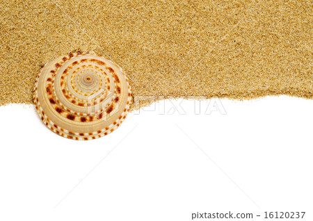seashell on the sand 16120237