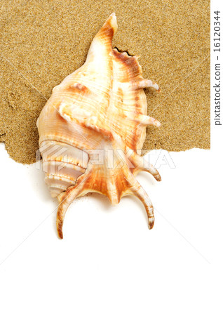 giant spider conch shell on the sand 16120344