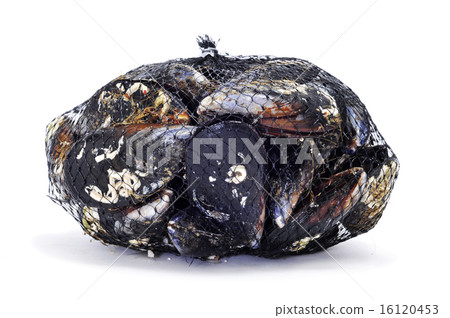 mussels in a mesh bag 16120453