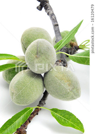 green almonds 16120479