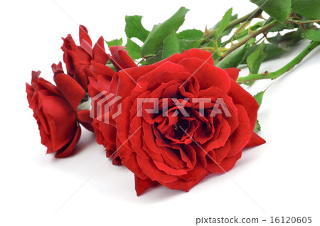 red roses 16120605